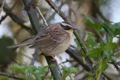 Siberian Accentor thumbnail 1