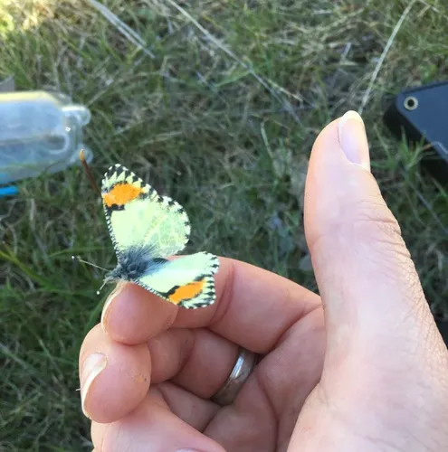 Sara Orangetip