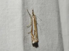 Whitmer's Grass-veneer thumbnail 3