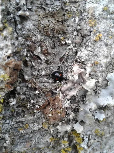 Chilocorus tricyclus