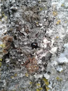 Chilocorus tricyclus thumbnail 1