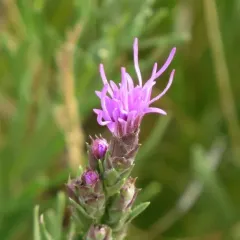 dotted gayfeather thumbnail 1