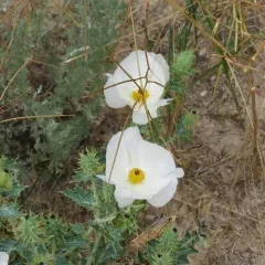 thistle poppy thumbnail 1