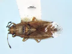 Cymus discors thumbnail 2