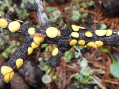 Lachnellula arida thumbnail 3