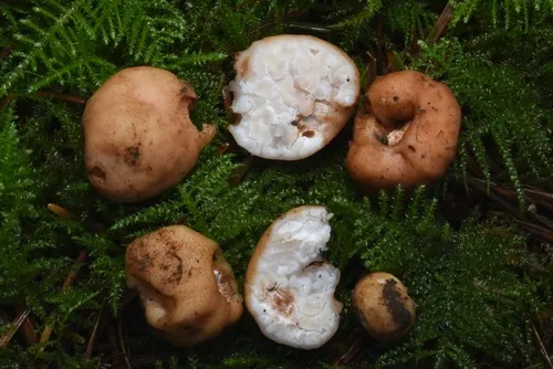 Balsamia oregonensis