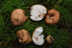 Balsamia oregonensis thumbnail 1