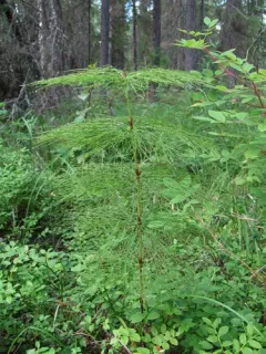 wood horsetail thumbnail 5