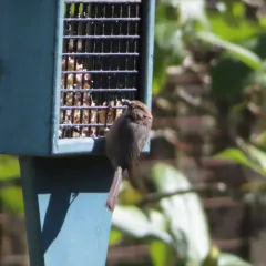 Bushtit thumbnail 3