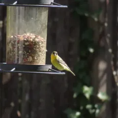Lesser Goldfinch thumbnail 2