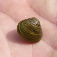 Asian Clam thumbnail 2