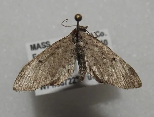 Freyer's Pug Moth