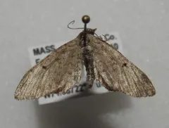 Freyer's Pug Moth thumbnail 1