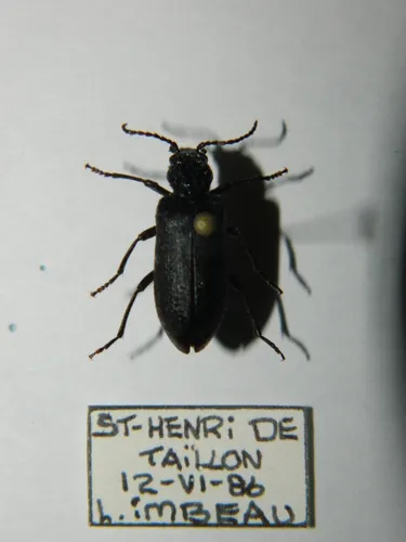 Ditylus caeruleus