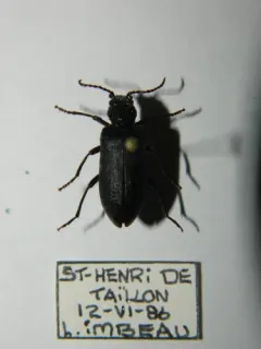 Ditylus caeruleus thumbnail 1