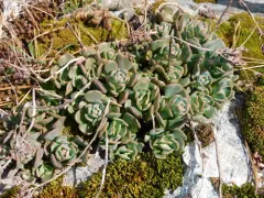 Smith River stonecrop thumbnail 4