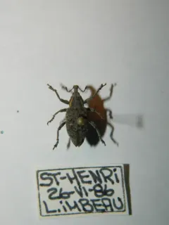 Lepyrus palustris thumbnail 1