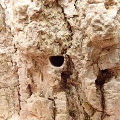 Emerald Ash Borer thumbnail 2
