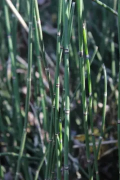 rough horsetail thumbnail 2