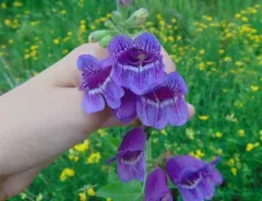 cobaea beardtongue thumbnail 4