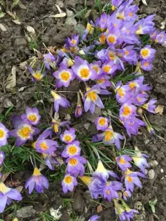 Crocus sublimis thumbnail 2