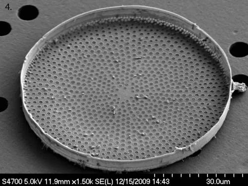 Coscinodiscus radiatus