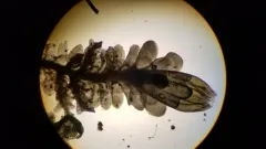 Blunted Earwort thumbnail 2