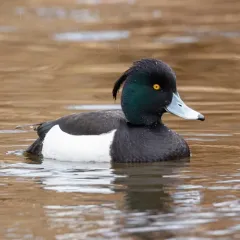 Tufted Duck thumbnail 4