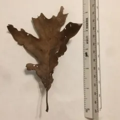 white oak thumbnail 2