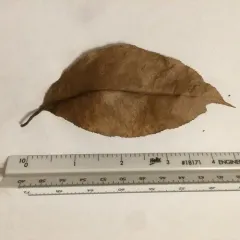 black cherry thumbnail 2