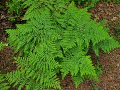 common bracken thumbnail 1