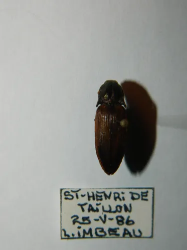 Kendal's Click Beetle
