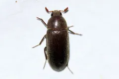 Dermestes nidum thumbnail 2