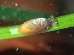 Surfgrass Limpet thumbnail 2