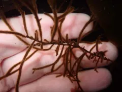 Haplogloia andersonii thumbnail 3