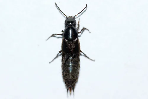 Philonthus politus