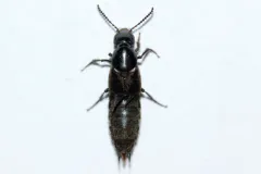 Philonthus politus thumbnail 1