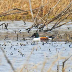 Northern Shoveler thumbnail 4