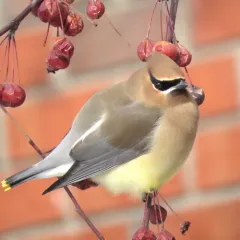 Cedar Waxwing photo
