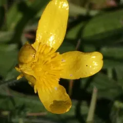 Western Buttercup thumbnail 4