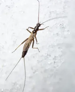 Northeastern Snowfly thumbnail 2