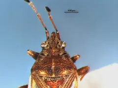 Kleidocerys ovalis thumbnail 2