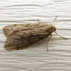 Spring Cankerworm Moth thumbnail 3