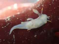 Ancula pacifica thumbnail 2