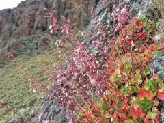 pink alumroot thumbnail 3