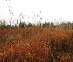 Japanese silver grass thumbnail 4