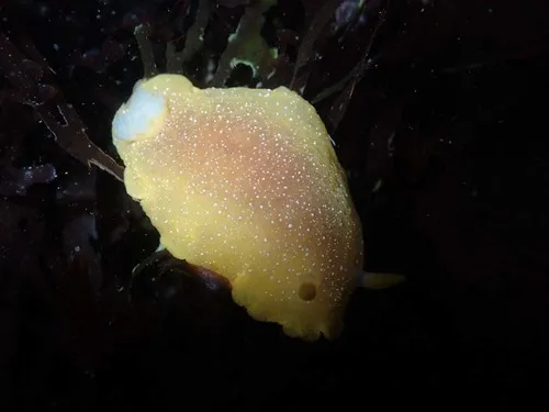 White-spotted Sea Goddess