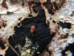 Danae testacea thumbnail 3
