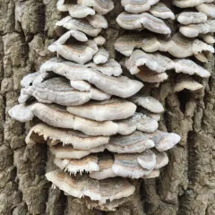 turkey-tail thumbnail 3