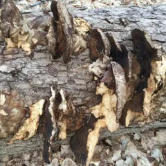 Resinous Polypore thumbnail 2